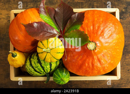 Décoration automne citrouilles dans bac en bois Vue de dessus. Banque D'Images