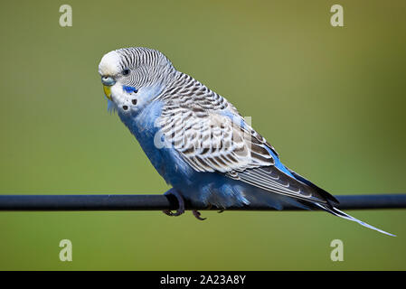 Oiseau perruche ( Melopsittacus undulatus ) assis sur un fil Banque D'Images