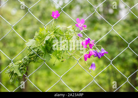 Magnifique bouquet de fleurs sauvages d'une accroche sur la clôture métallique dans un village sur un fond de verdure Banque D'Images