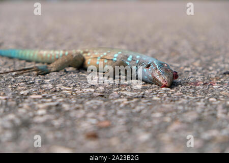 Cnemidophorus murinus lézard mort sur la route roadkill close up Banque D'Images