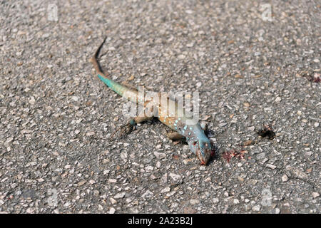 Cnemidophorus murinus lézard mort sur la route roadkill Banque D'Images