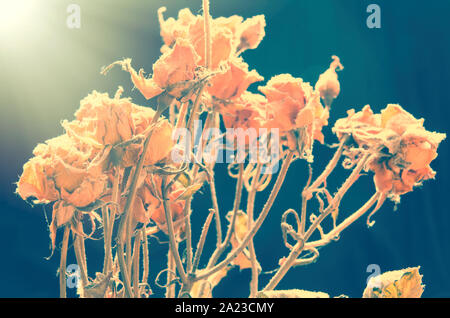 Un bouquet de roses fanées Banque D'Images