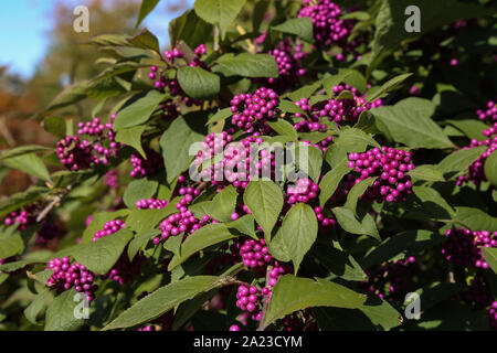 Bodiniers beautyberry Callicarpa bodinieri avec lilas, pourpre berries Banque D'Images