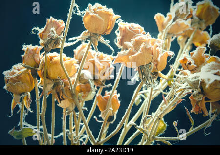 Un bouquet de roses fanées Banque D'Images