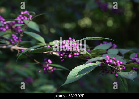 Bodiniers beautyberry Callicarpa bodinieri avec lilas, pourpre berries Banque D'Images