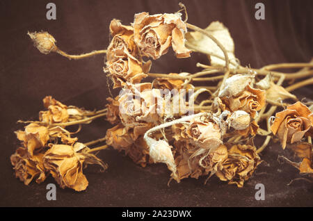 Un bouquet de roses fanées Banque D'Images