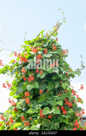 Les plantes en fleur Haricot grimpant sur un châssis wigwam sur un allotissement site. Banque D'Images