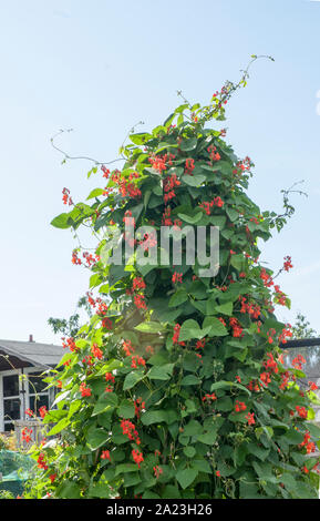 Les plantes en fleur Haricot grimpant sur un châssis wigwam sur un allotissement site. Banque D'Images