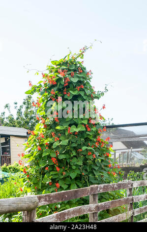 Les plantes en fleur Haricot grimpant sur un châssis wigwam sur un allotissement site. Banque D'Images