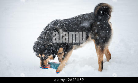 Chien de sauvetage Les jeunes jouent dans la neige. Banque D'Images