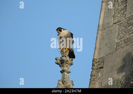 Faucon pèlerin de la cathédrale de spire Banque D'Images