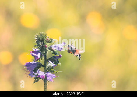 Hummingbird hawk-moth battant tout en se nourrissant de fleurs roses Banque D'Images