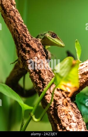 L'anole chevalier (Anolis equestris) est la plus grande espèce d'anole également appelé anole chevalier cubain ou cubaine anole géant Banque D'Images