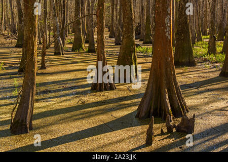 Cypress swamp, Abbeville, Louisiana, USA Banque D'Images