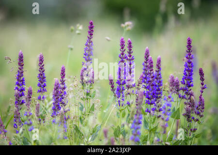 Close up of Meadow Clary fleur au printemps Banque D'Images