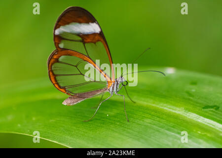 Glasswing butterfly (Greta oto) reposant sur une feuille verte, avec en arrière-plan la végétation verte Banque D'Images