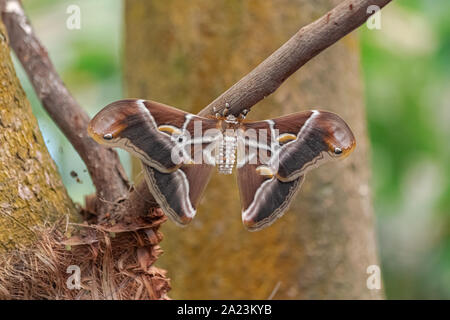 Silkmoth l'IRA (Samia ricini), avec les ailes ouvertes, sur une tige brune, avec fond de végétation Banque D'Images