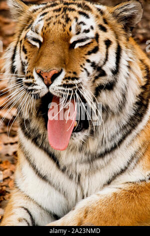 O Amour tigre de Sibérie, Panthera tigris altaica, Primorsky Krai. La Russie, l'Asie Banque D'Images