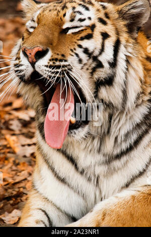 O Amour tigre de Sibérie, Panthera tigris altaica, Primorsky Krai. La Russie, l'Asie Banque D'Images