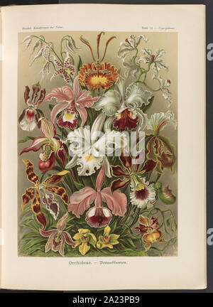 Orchideae. - Denusblumen Giltsch / A., gem. Banque D'Images