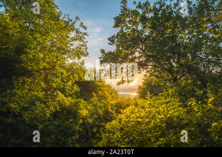 Vue de la forêt au coucher du soleil. Or les arbres éclairés par la lumière du soir. Banque D'Images