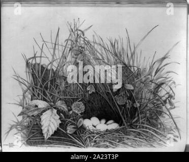 Ortyx Virginianus, caille Banque D'Images