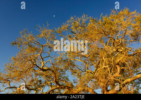 Chêne et lune de mise en place, refuge National de la faune de Saint-Marc, Floride, États-Unis Banque D'Images