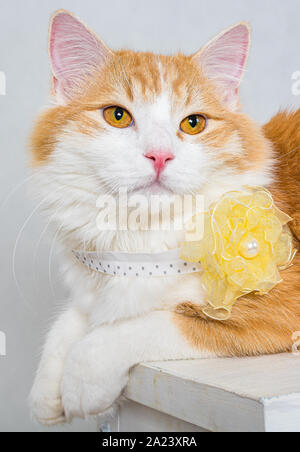 Portrait de chat à poil long blanc gingembre fleur fausse jaune sur le cou et les yeux jaunes sur fond blanc Banque D'Images