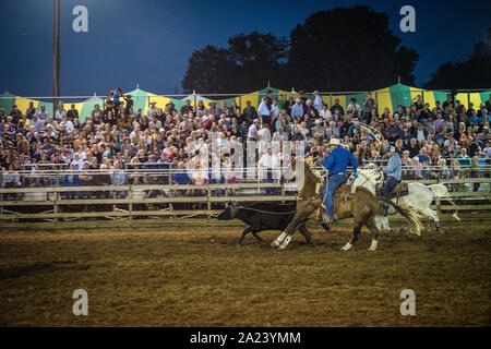 Country Fair Calf roping concours. Banque D'Images
