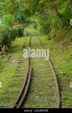 Ancienne voie ferrée, forêt vide de fer, de tramway, ligne de bois des forêts, l'exploitation forestière l'exploitation forestière ou de chemin de fer, l'errance à travers la forêt, Hualien, Taiwan Banque D'Images