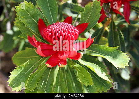 Plante en fleur Waratah australienne Banque D'Images