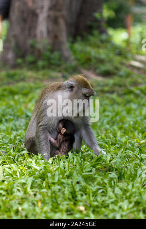 Une femelle adulte d'allaiter son bébé singe macaque Banque D'Images