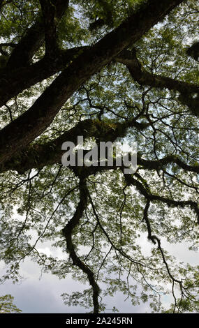 Une scène de tropical Bush et le lac et ciel à Taiping Lake calme jardin en Malaisie Banque D'Images
