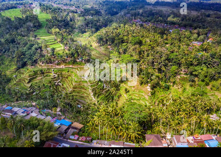 Vue aérienne du village de Tegallalang et champ de riz terrasse, Bandung, Ouest de Java en Indonésie, en Asie. Image libre de droit stock de haute qualité de Bali. Banque D'Images