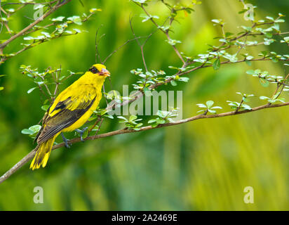 Oriole à cou noir à la recherche de nourriture des oiseaux dans le soleil du matin. La grue à cou noir (Oriolus chinensis) est une espèce de passereau de la famille de l'oriole. Banque D'Images