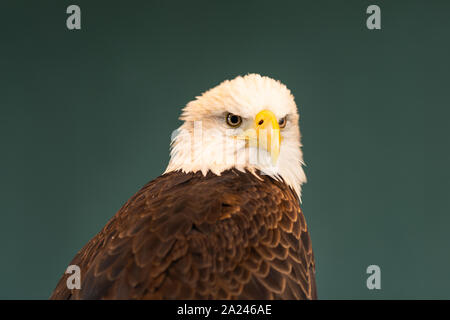 Portrait d'un pygargue à tête blanche, un oiseau de proie brune avec une tête blanche, jaune, symbole de la liberté des États-Unis d'Amérique. Banque D'Images