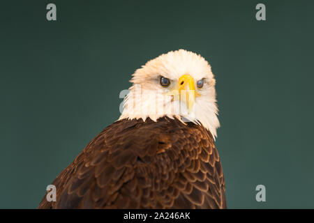 Portrait d'un aigle à tête de clignoter, indiquant l'intérieur de la paupière. Banque D'Images