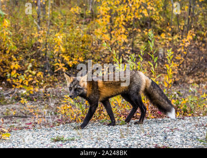 Un wild cross fox, étroitement liée à red fox, l'itinérance à travers la forêt et regardant vers l'appareil photo. Couleurs de l'automne des saisons de signal. Banque D'Images