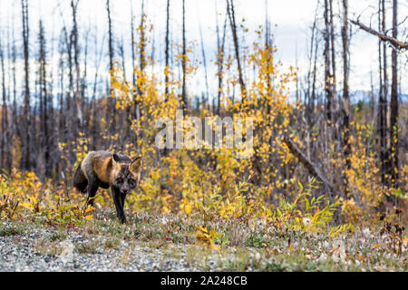 Balade entre les forêts brûlées et des feuilles d'automne, un jeune fox à travers les tiges du nord du Canada. Banque D'Images