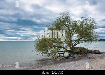 Arbre déraciné par bord de l'eau du lac bleu sur une plage un jour nuageux Banque D'Images