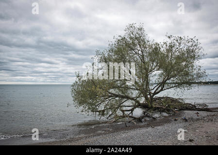 Arbre déraciné par bord de l'eau du lac bleu sur une plage un jour nuageux Banque D'Images