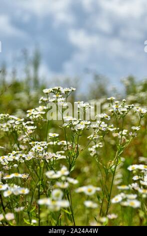 Dans un champ de fleurs blanches Banque D'Images