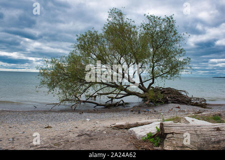 Arbre déraciné par bord de l'eau du lac bleu sur une plage un jour nuageux Banque D'Images