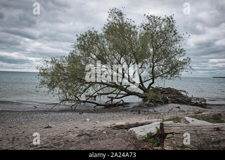 Arbre déraciné par bord de l'eau du lac bleu sur une plage un jour nuageux Banque D'Images