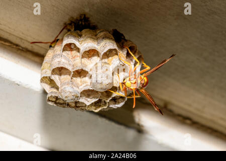 Paper Wasp - Polistes exclamans - garder un nid avec des oeufs et nymphe Banque D'Images