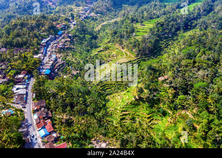 Vue aérienne du village de Tegallalang et champ de riz terrasse, Bandung, Ouest de Java en Indonésie, en Asie. Image libre de droit stock de haute qualité de Bali. Banque D'Images