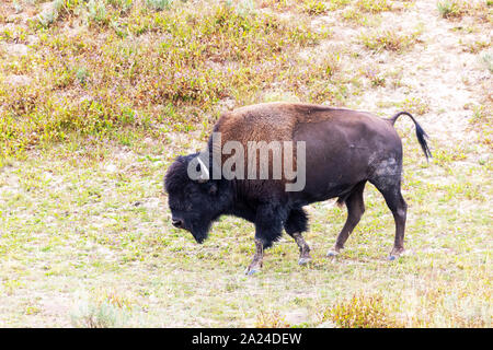 Bison américain reposant à Hayden Valley dans le Parc National de Yellowstone. Banque D'Images