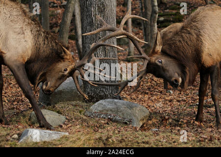 Combats de taureaux Elk Banque D'Images