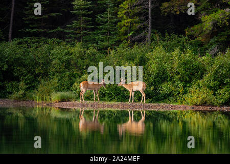 Deux cerfs sauvages mangent de l'herbe dans le Fishercap Lake at Glacier National Park, Montana Banque D'Images