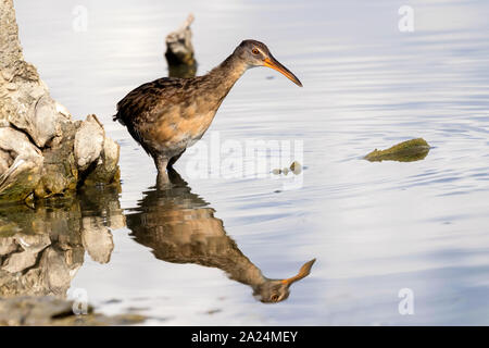 Râle gris (Rallus crepitans) miroir reflet dans l'eau, Galveston, Texas, États-Unis Banque D'Images